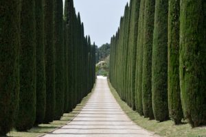 cypresses and driveway